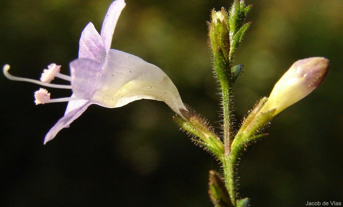 Strobilanthes diandra var. diandra (Nees) Alston